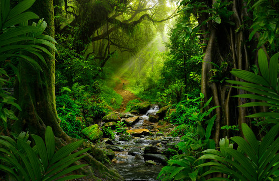 Oasis Jungle